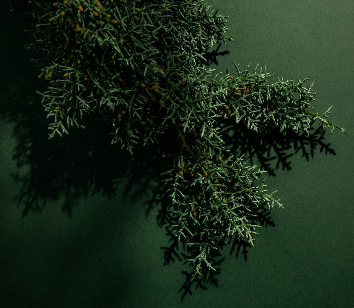 Green Cedar at Indigo